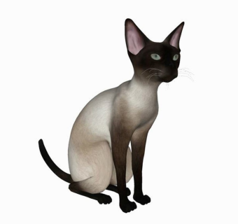 精品动物模型-猫 (8)